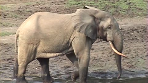 Forest elephant musth #the elephant listening project