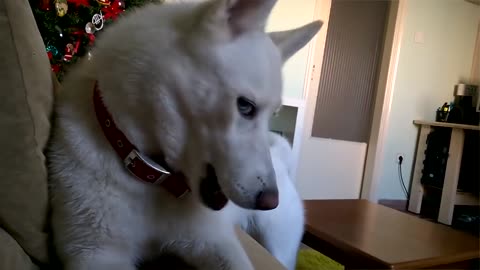 The Funniest and Cutest Husky Compilation of 2018