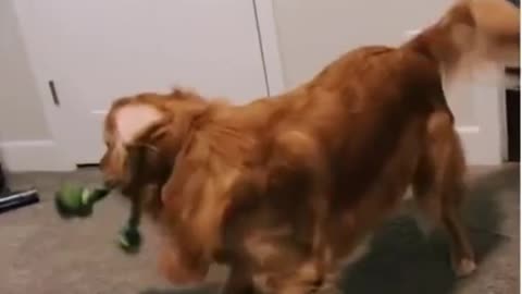 Head banging by golden retriver 🐶🐶