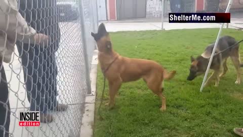 Dog Thrilled To See Owners At Shelter But They're There To Adopt Different Dog