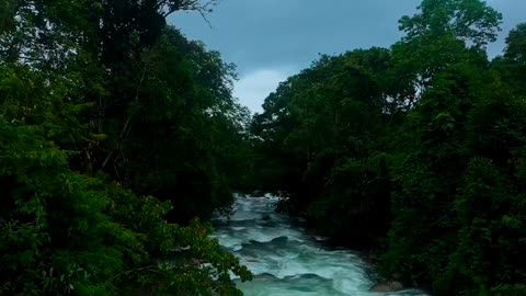 Nadukani Estate: A Symphony of Nature in Wayanad, Kerala 🌲🍃 | Short Escape