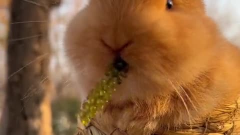 Guess what the little bunny is eating?