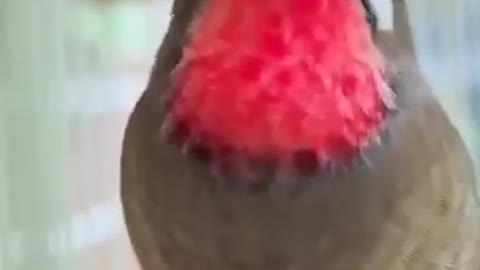 Oiseau 🐦 funny