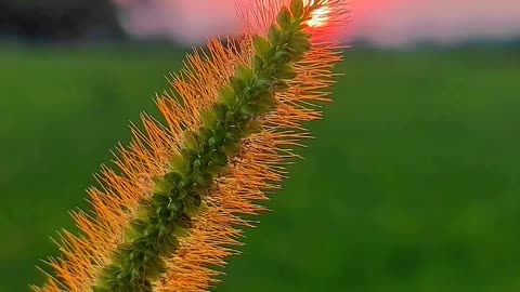 Beautiful blonde flowers