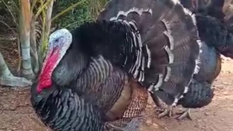 bronze turkey wild turkey 🦃😱😱🔥 #shorts #animals #birds #short #turkey