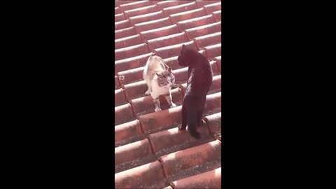 Cat fight video