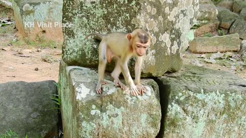 Monkey Rojo eats rice with Ashley in nervous face | Poor abandoned monkey Rojo