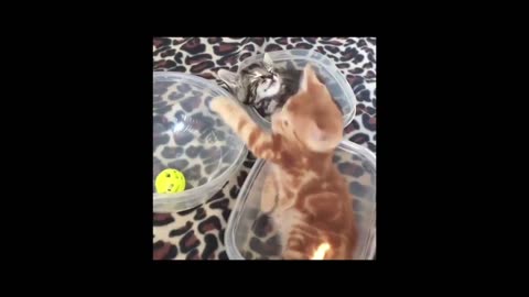 funny animal video 2024