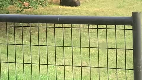 Adolescent Bear Cubs Wrestle in Yard