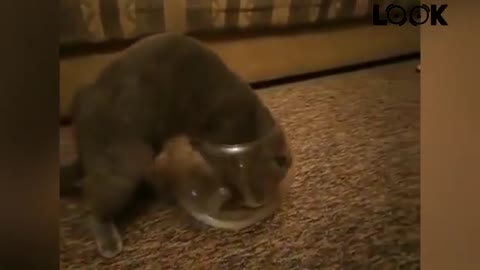 FUNNY CATS 😂 4 MINUTES OF LAUGHTER 😂 TRY NOT TO LAUGH