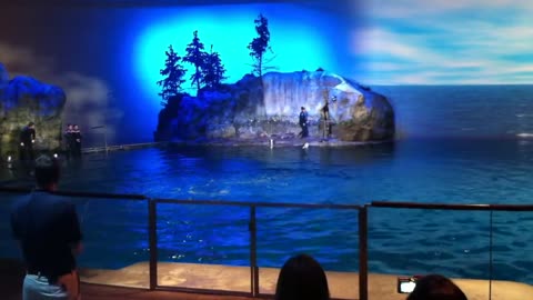 Shedd Aquarium Dolphin Show