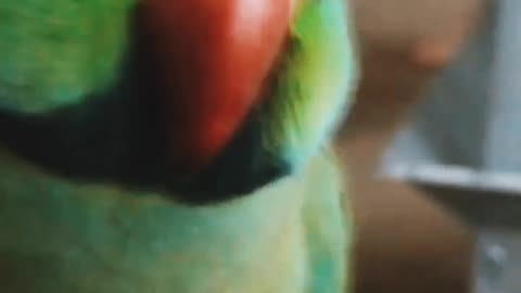 Cute parrot