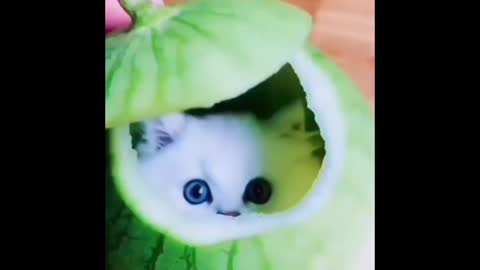 A baby cat in watermelon