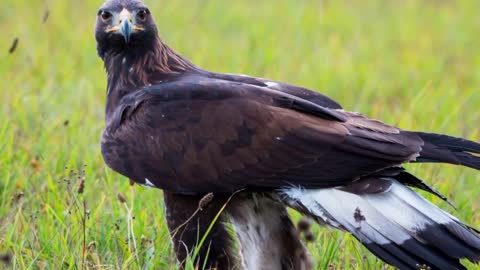 BALD EAGLE VS GOLDEN EAGLE - Which is more powerfull?