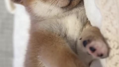 #ShibaInuBaby#小奶狗#豆Chai#Shiba Inu# A very well-behaved puppy at first glance