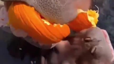 Hungry Hippos stun zoo visitors by crushing pumpkins whole