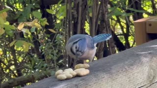 Blue Jay wishes it was a Chipmunk