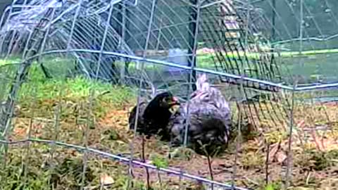 Chickey Cuteness from the Backyard Egg Garden