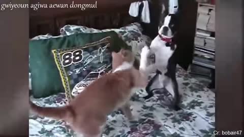 cats vs dogs funny video