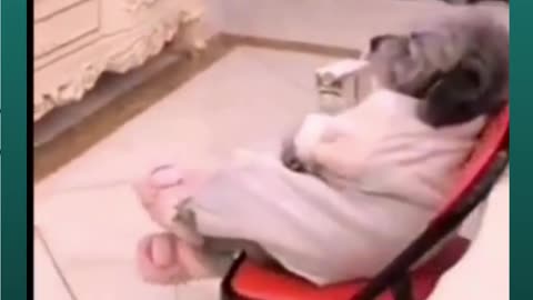 A canine getting a charge out of like a man sitting in front of the TV and eating juice, funny video