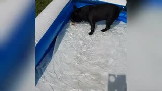 Frenchie having fun in his pool