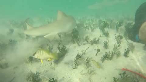 Bitten by a baby Lemon shark