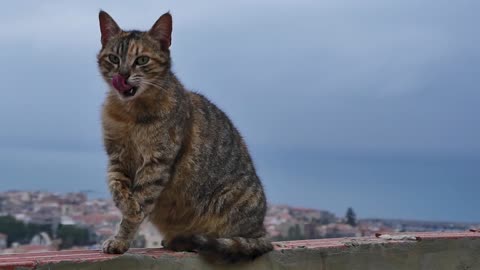 Clean-loving cat