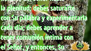 Capítulo 38 - Otras parábolas del reino de los cielos (1/8)