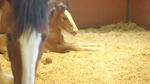 mall Baby Horse, Colt, With Mom, Mother, Farm Ranch