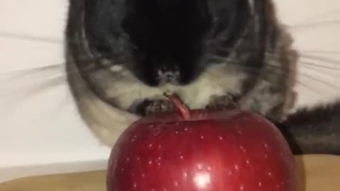 How chinchilla eat apple 🍎 🤯🤣#chinchillahome #chinchilla #funny #cute #shorts #pets
