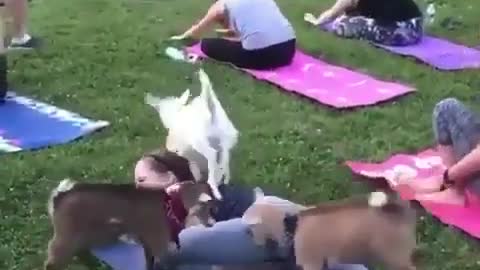 funny goat while in yoga