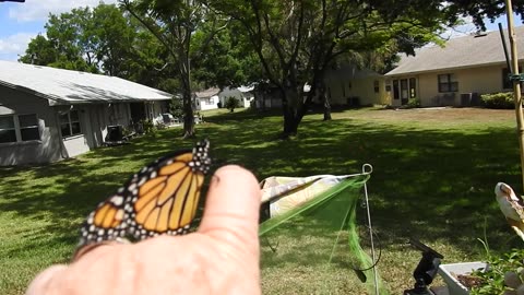 Monarch set outside