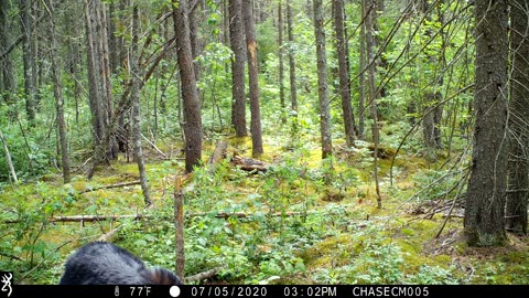 Black Bear Scratches Her Back