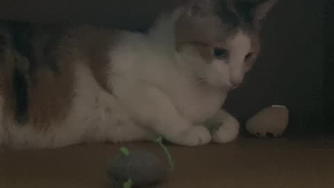 Pitter and Catnip Mice