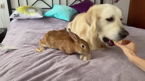 Can Golden Retriever eat in the company of rabbits - Cute Pets Video