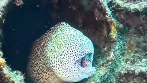 moray eel lives in a shipwreck