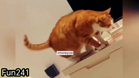 Cats Funny Video