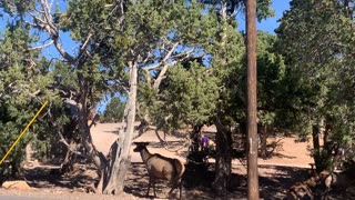 Way Too Close Encounter With Elk