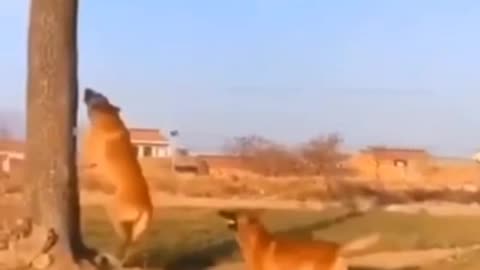 Funny Dog, Amazing Dogs, Dogs