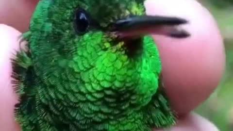 The hummingbird is a beautiful little bird