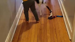 Kids Play Tug With Feisty Pup