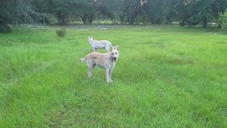 German Shepherds morning Battle