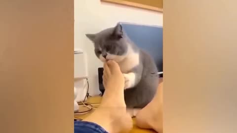 🐾Hilarious Try Not To Laugh with Dogs and Cats😂🐶🐱 fun network of lovely