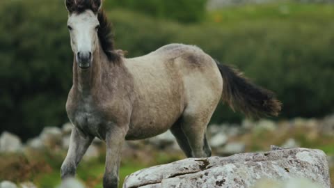 Horse Running On Grassland