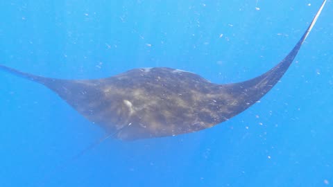 Giant mantas swim around awed scuba divers in the Galapagos Islands