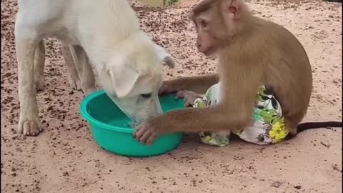 funny Monkey and dog
