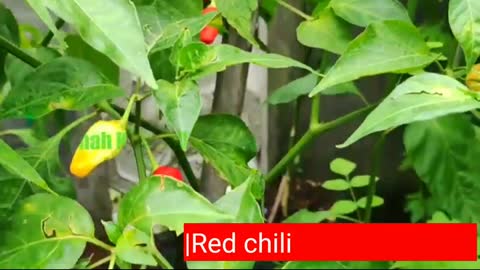 Red cayenne pepper thrives