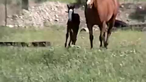 Baby horse disappears