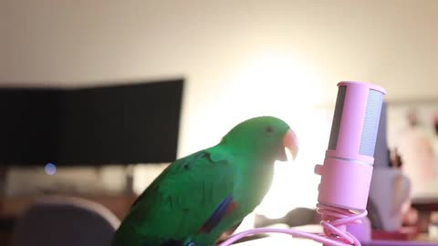 PARROT Whispers Into Microphone for 5 Minutes Straight (to cure your sadness)
