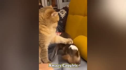 🐱Best Funny Animal Videos | Best Cats And Dogs Funny Videos | Try not to laugh